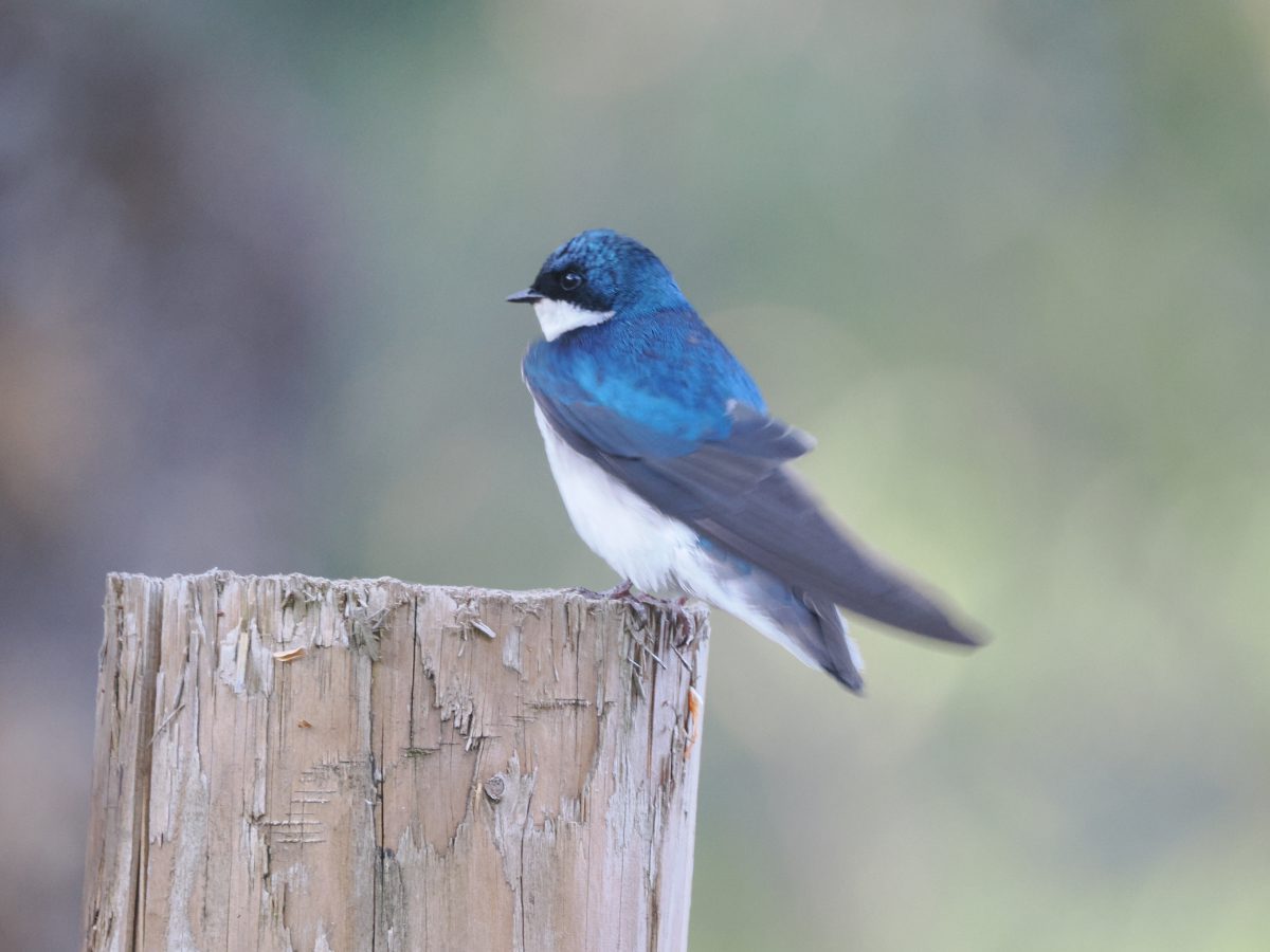 A tree swallow with its marine blue head and shoulders, perches on a fence post. 
